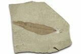 Fossil Leaf (Beilschmiedia) - Green River Formation, Utah #325590-1